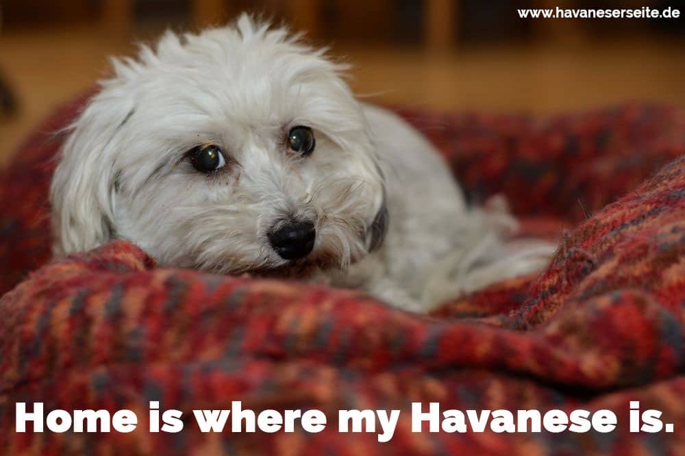 Ein Havaneser auf dem Deck liegen