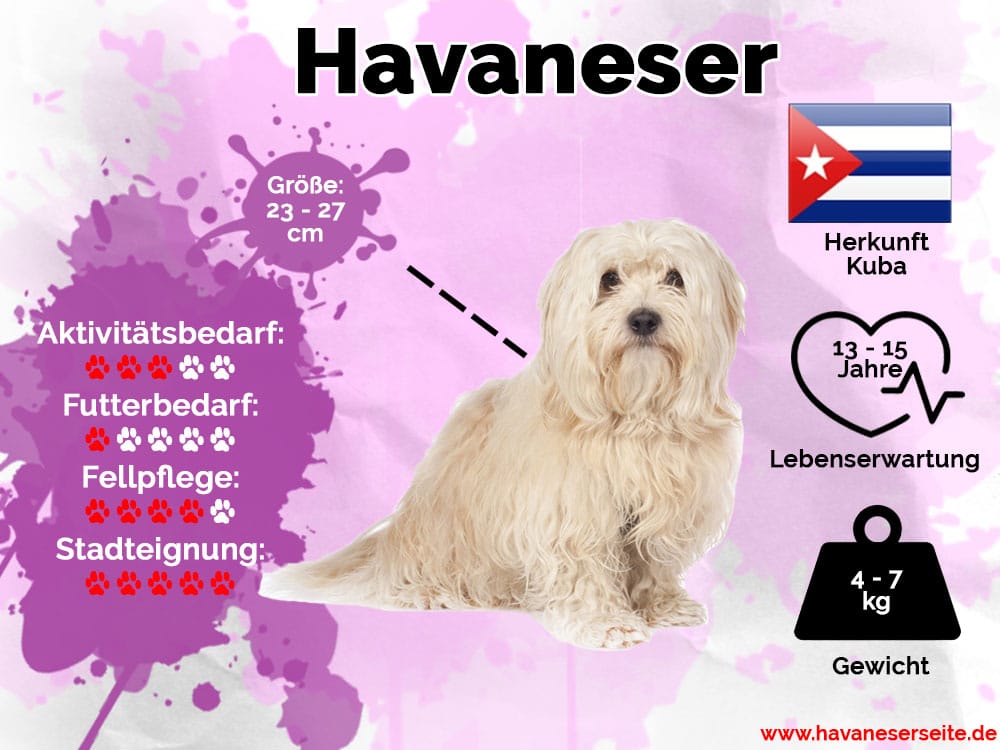 Infografik Havaneser