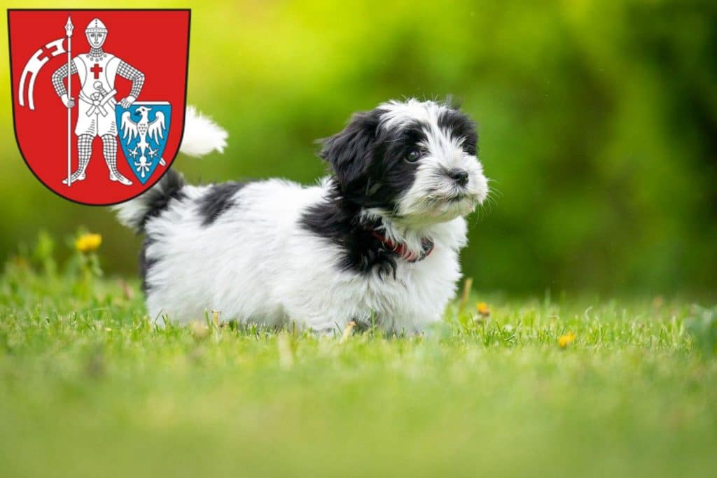 Havaneser Züchter mit Welpen Bamberg, Bayern