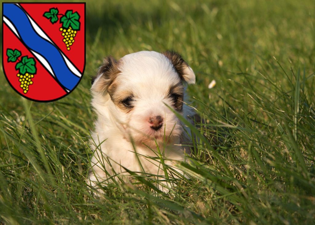 Havaneser Züchter mit Welpen Dietzenbach, Hessen