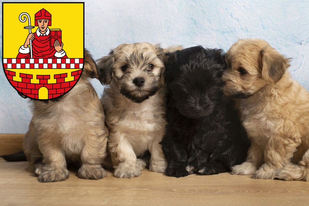 Havaneser Züchter mit Welpen Lüdenscheid, Nordrhein-Westfalen
