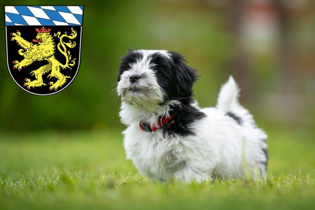 Havaneser Züchter mit Welpen Oberbayern, Bayern