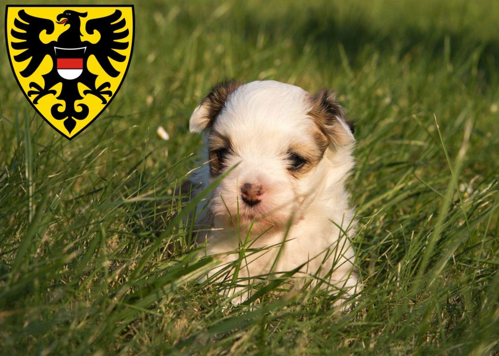 Havaneser Züchter mit Welpen Reutlingen, Baden-Württemberg